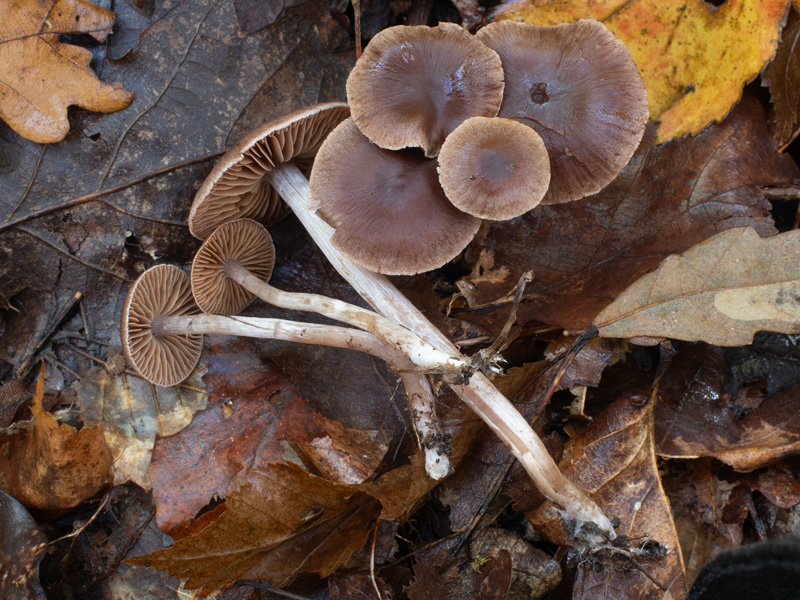 Cortinarius campester Cortinarius campester